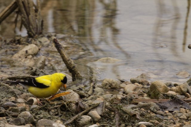 goldenfinch.jpg